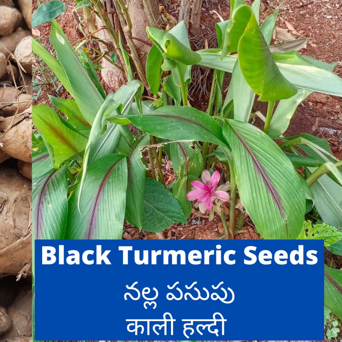 1kg Black Turmeric Seeds Rhizomes