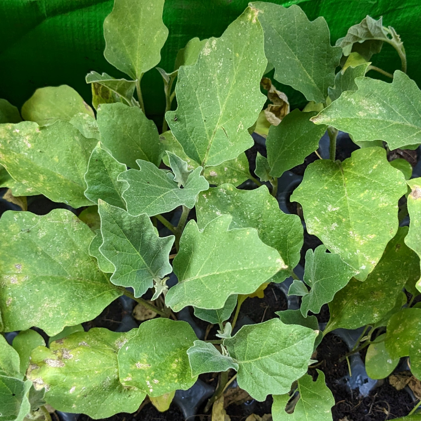 Blue Long Brinjal Seedlings 5 Nos
