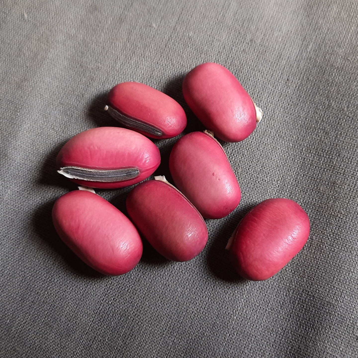 Sword beans climber  Teega Chemmakaya   or