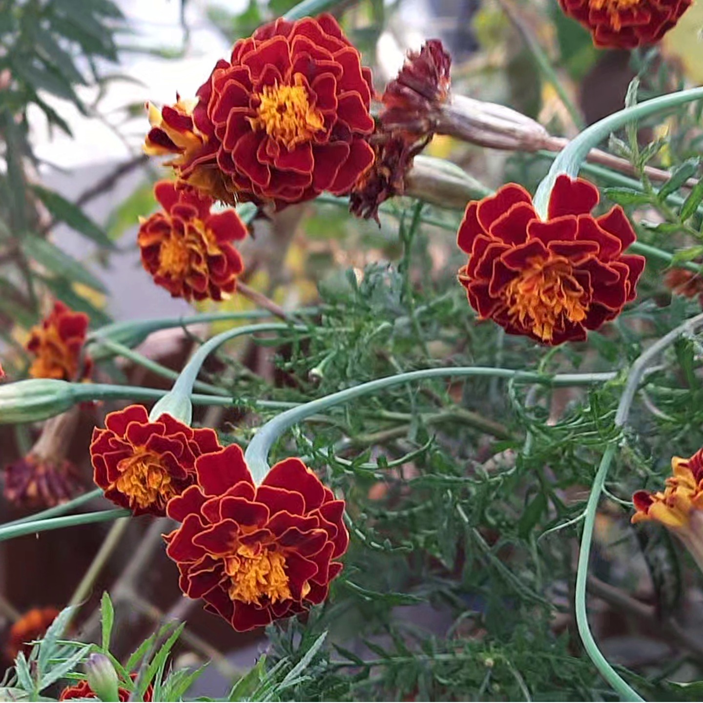 Marigold Flower seeds 15 to 20