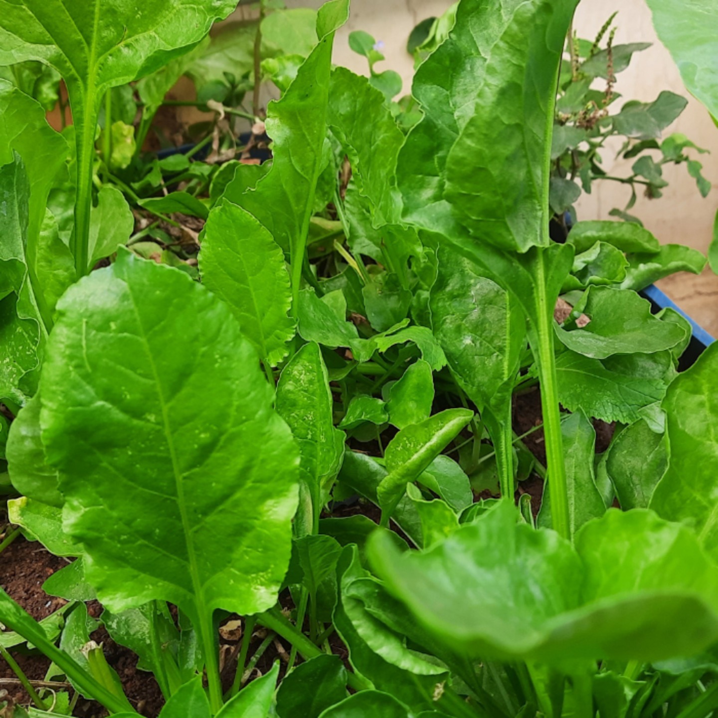 Spinach పాలకూర Palak
