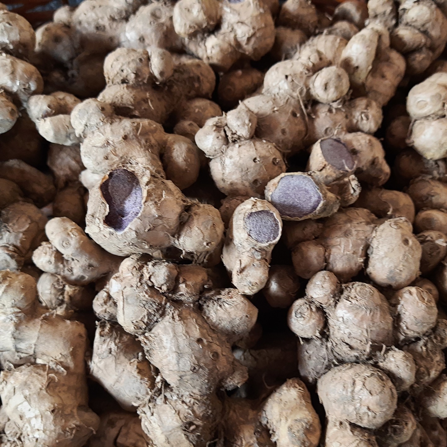 500gms Black Ginger Seed Rhyzomes