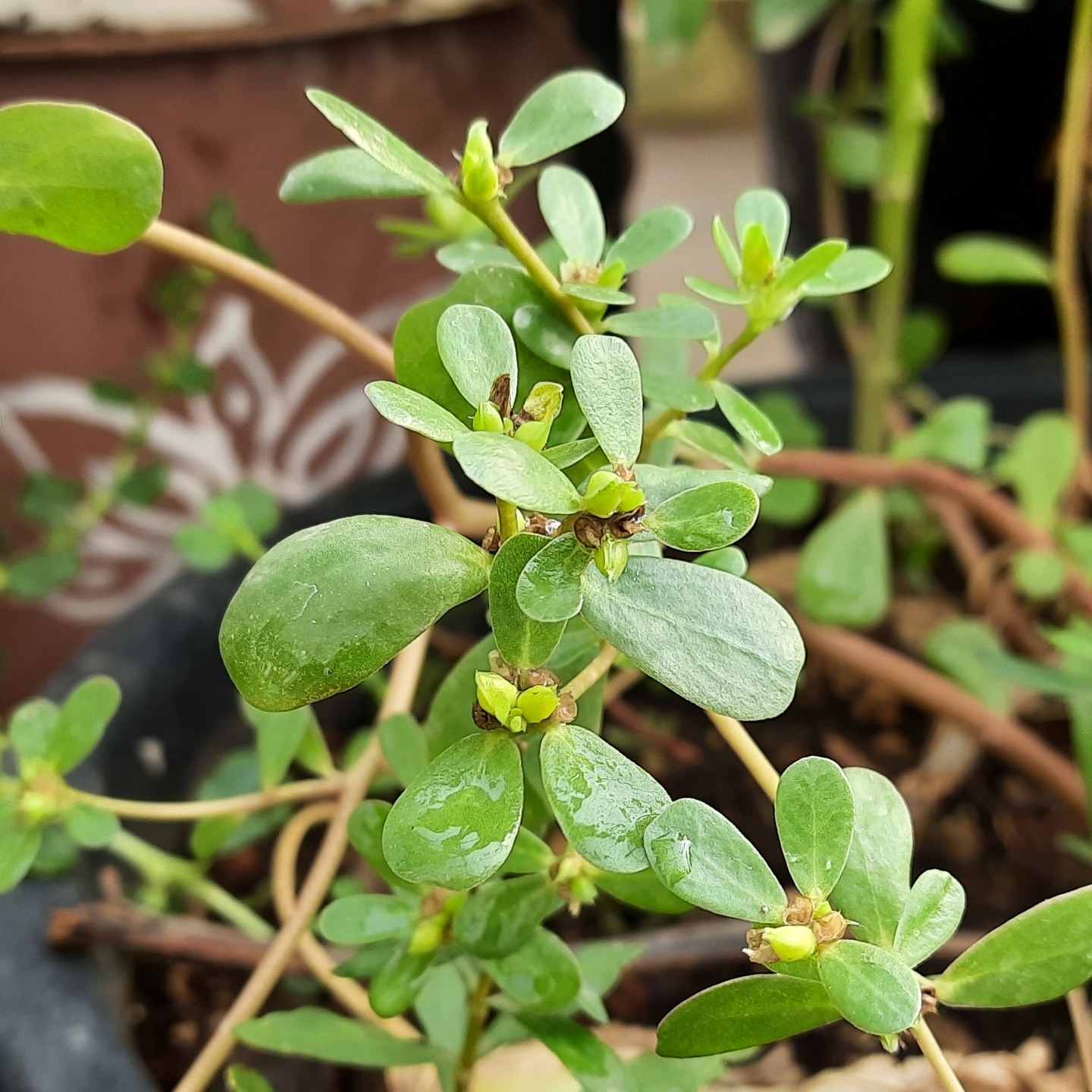 Purslane Gangavalli  గంగవలలి ఆకు కూర