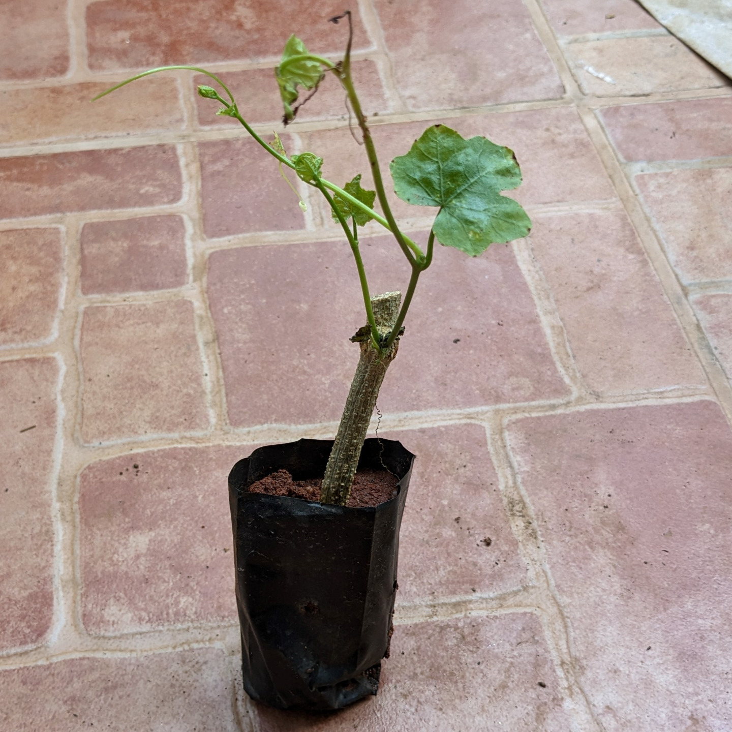 దొండ మొకకలు  Donda Plant  Ivy Gourd