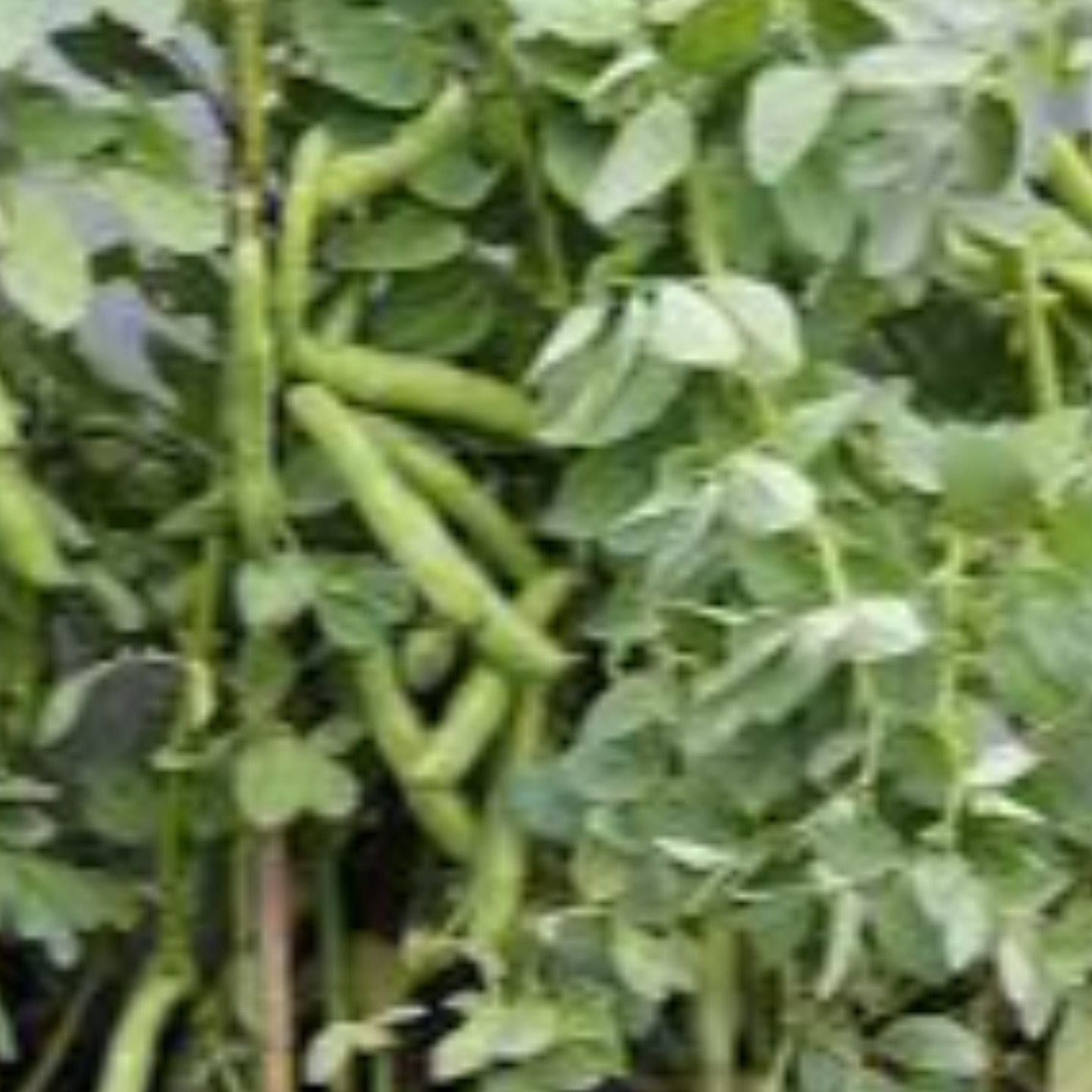 6 to 8 seeds Teega Chikkudu  Broad beans
