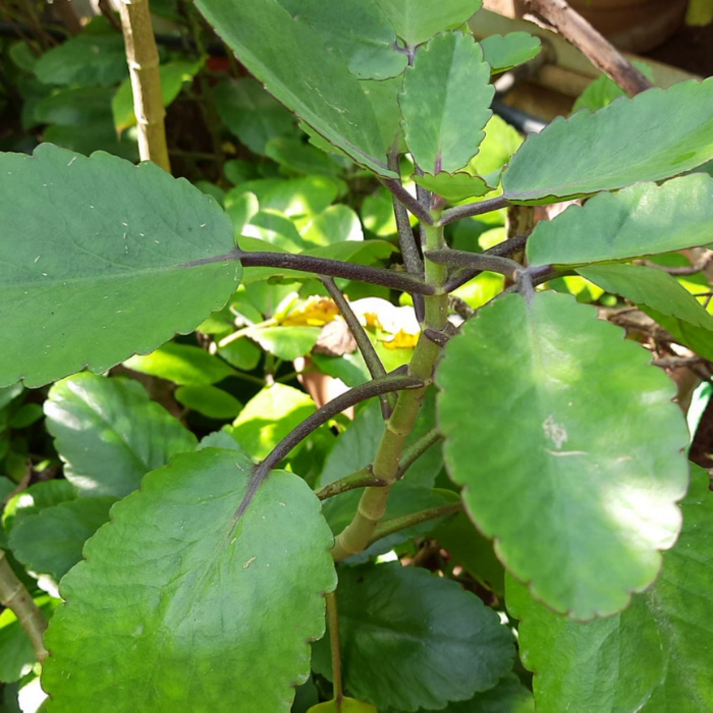 Bryophyllum pinnata  Patharchata