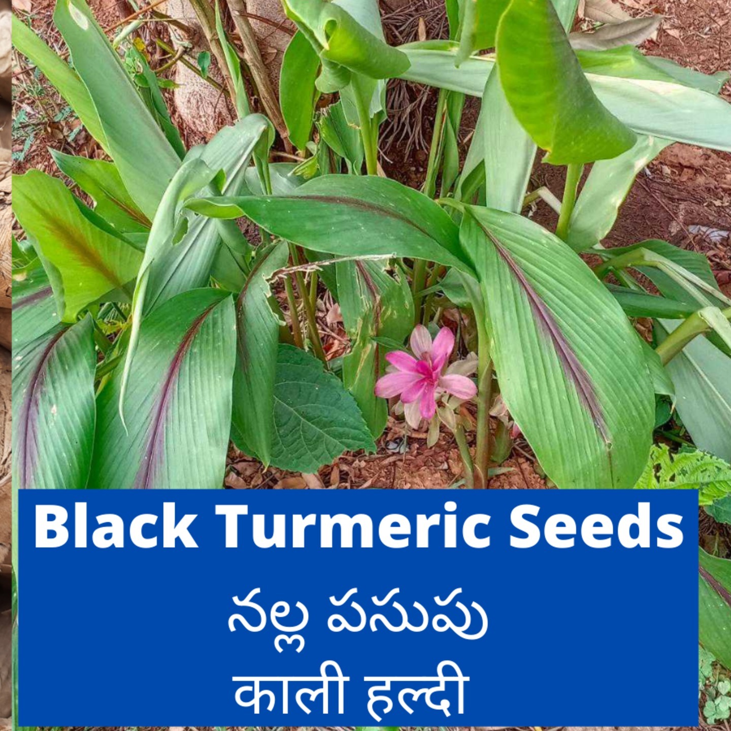 250gms Black Turmeric Seeds Rhizomes