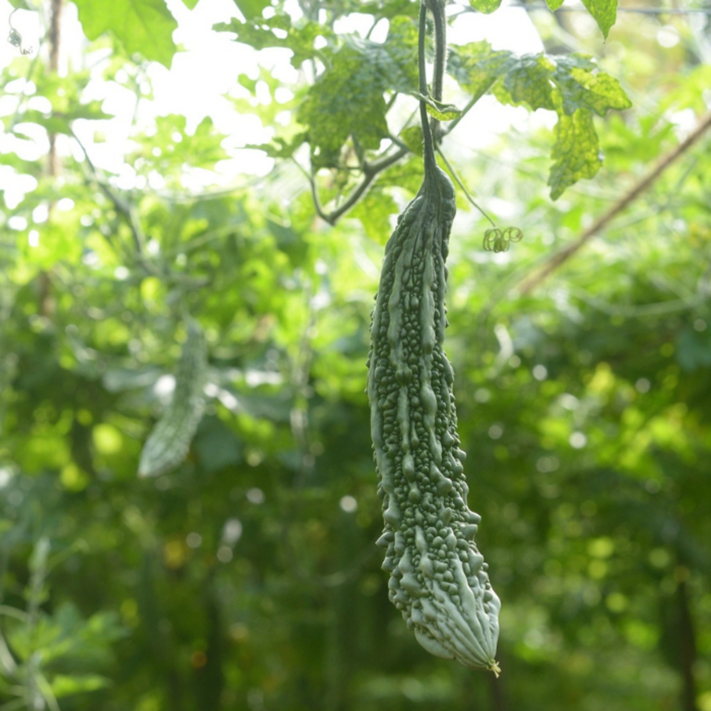 Bitter Gourd Kakara