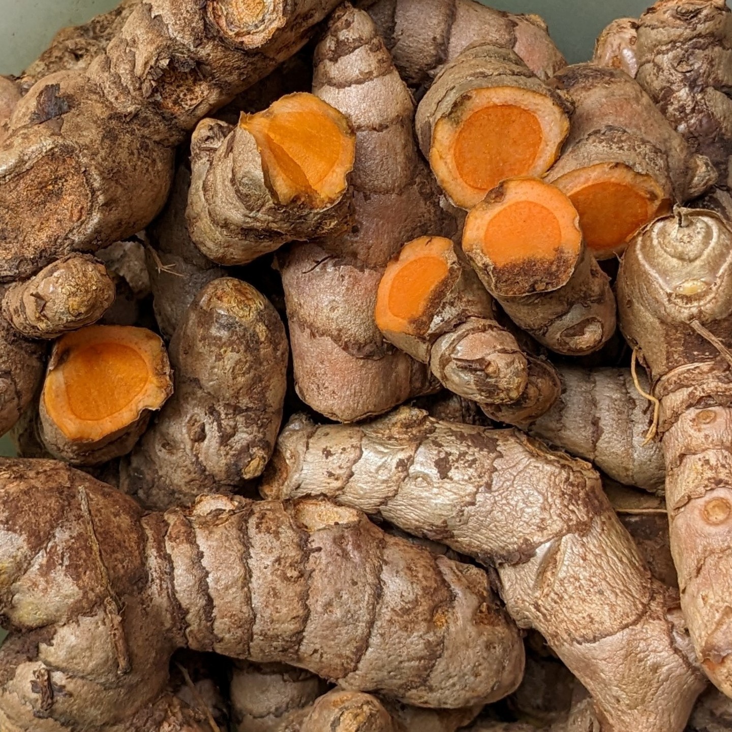 250gms Organic Turmeric Seeds Turmeric Roots for Planting  Pachi Pasupu Kommulu Raw Turmeric