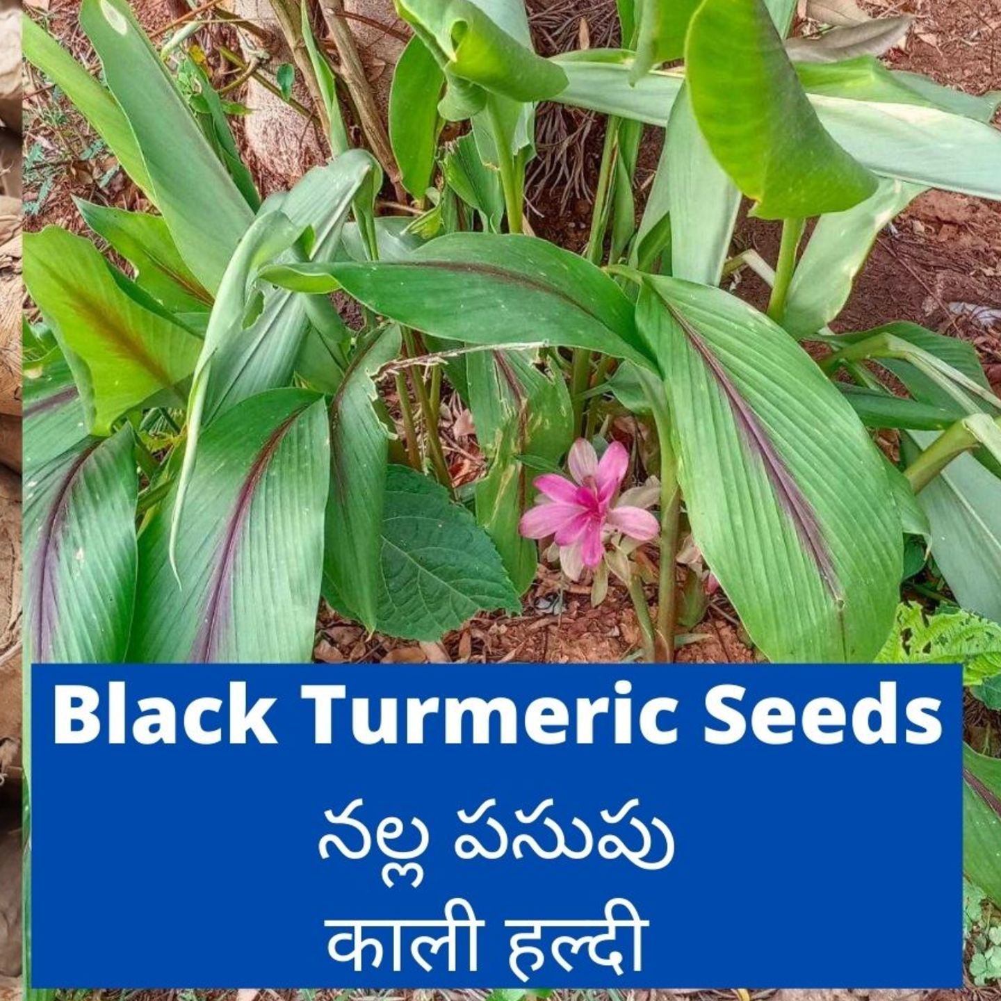 100gms Black Turmeric Seed Rhizomes