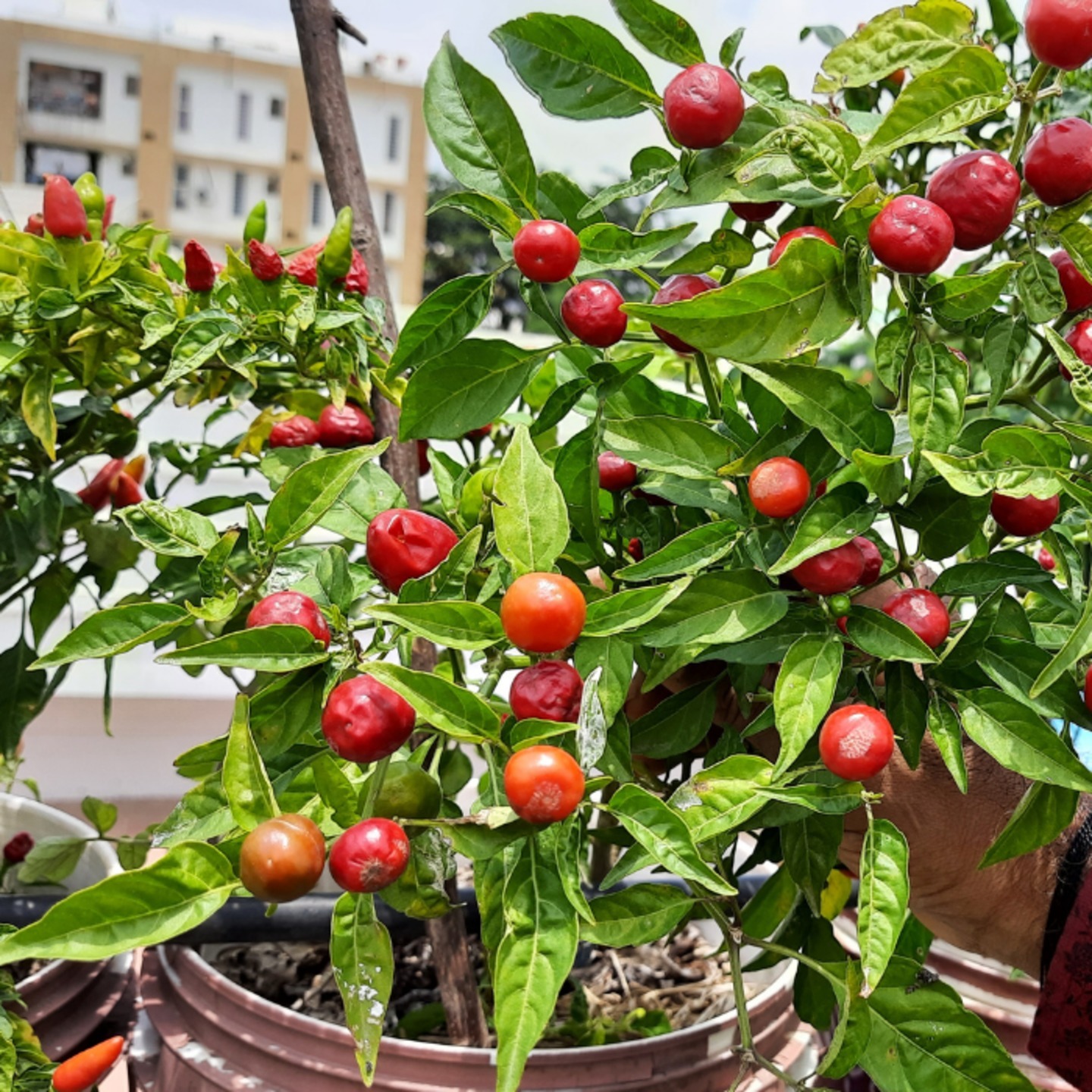 Cherry Peppers Chilli