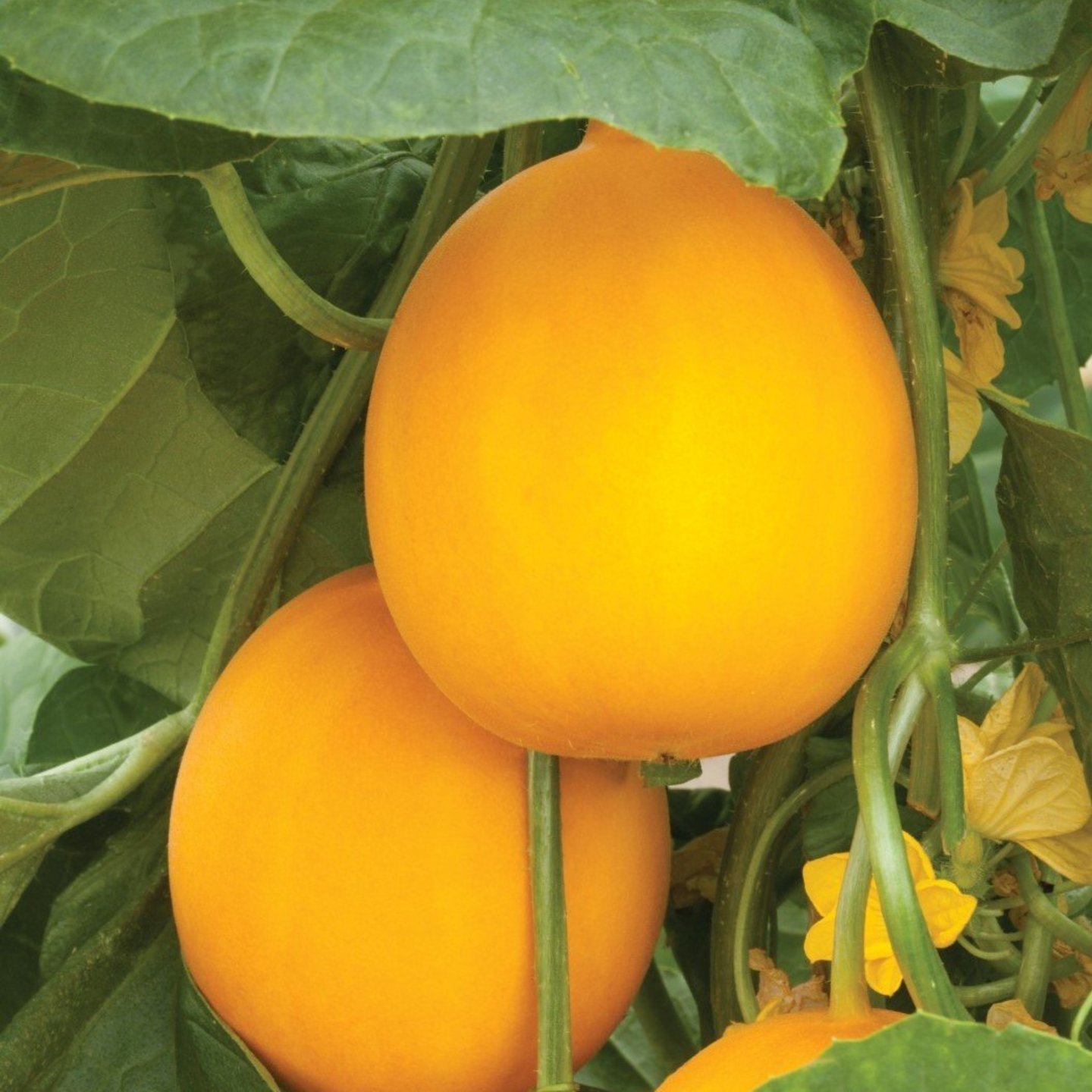 Yellow Cucumber Dosakaya 15 to 20 seeds