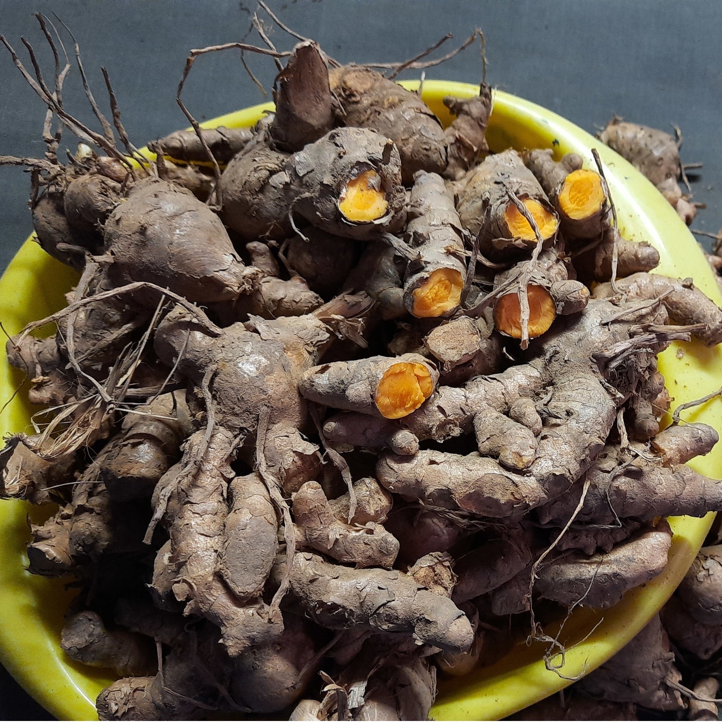 500gms Lakadong Turmeric Seed Rhyzomes