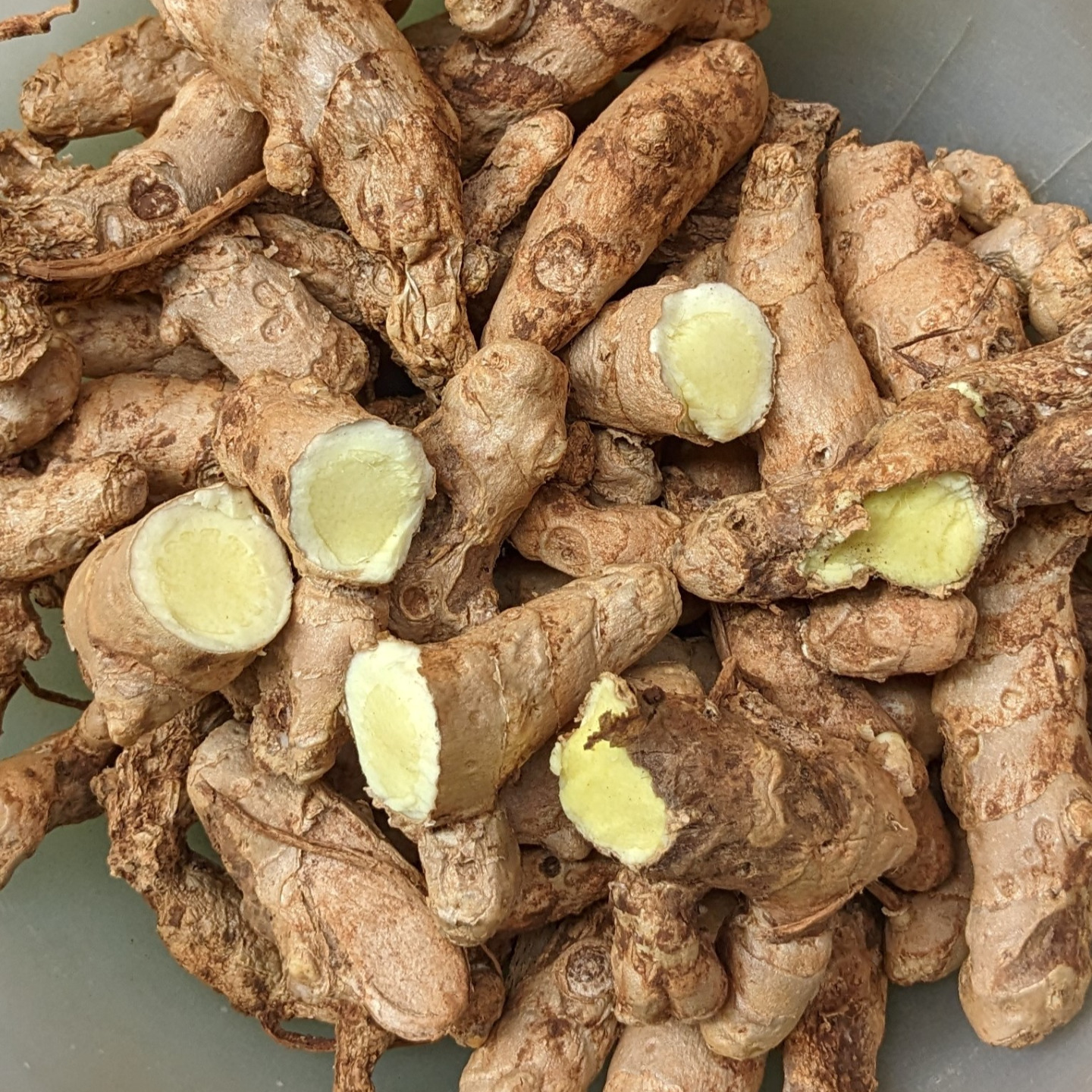 1kg Mango Ginger Curcuma Amada Amba Haldi Fresh Root-bulbSeeds for Growing