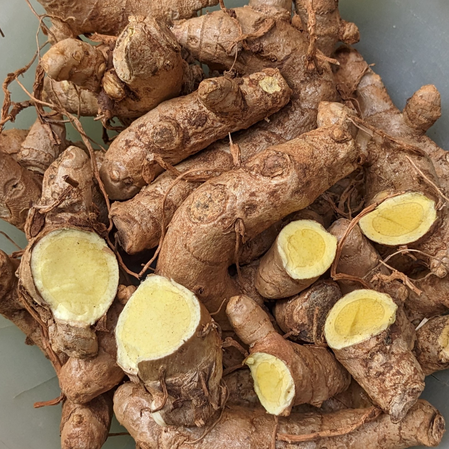 500gms Kasturi Turmeric seed Rhyzomes  Kasthuri Manjal  Aromatic Turmeric Curcuma Aroamtica Salisb Wild Turmeric Seeds rhizomes