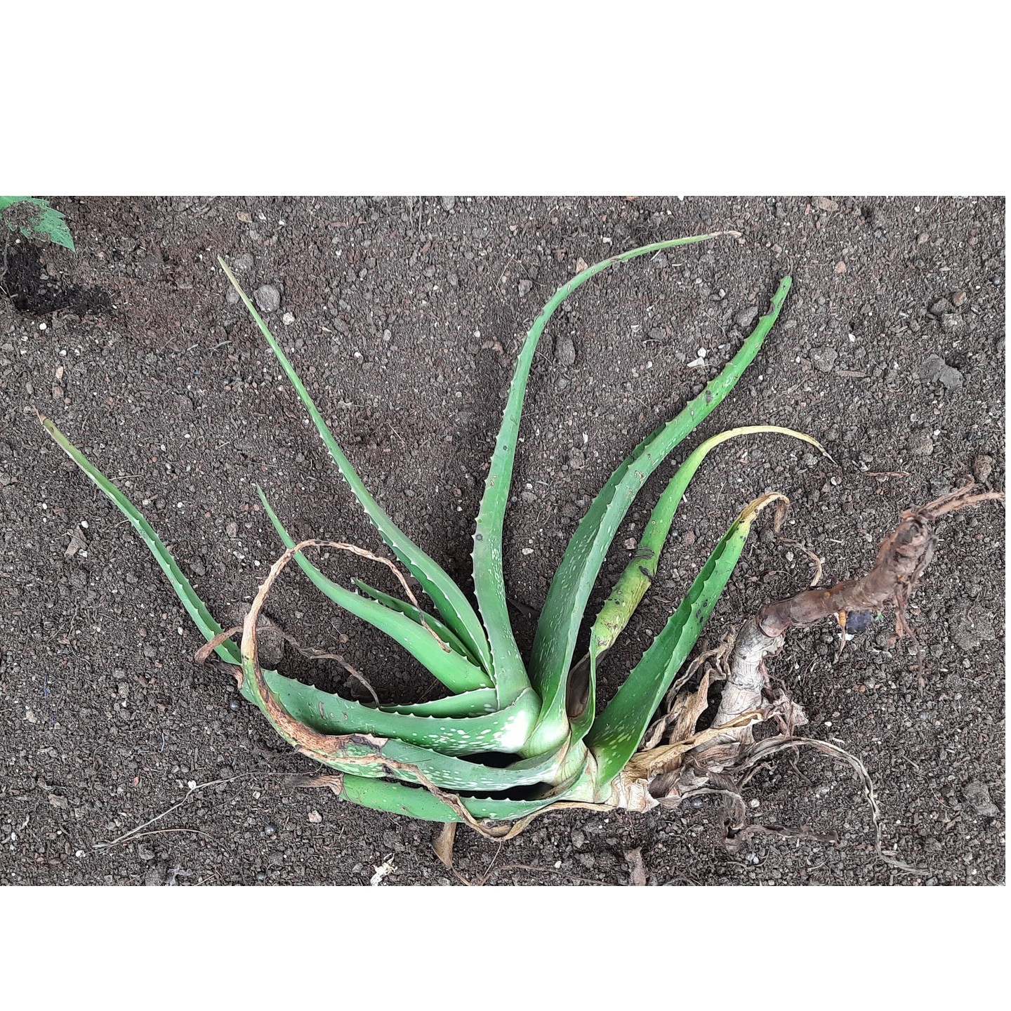  Organic Aloe Vera Live Plant, 100% Natural Aloe Vera plant without pot