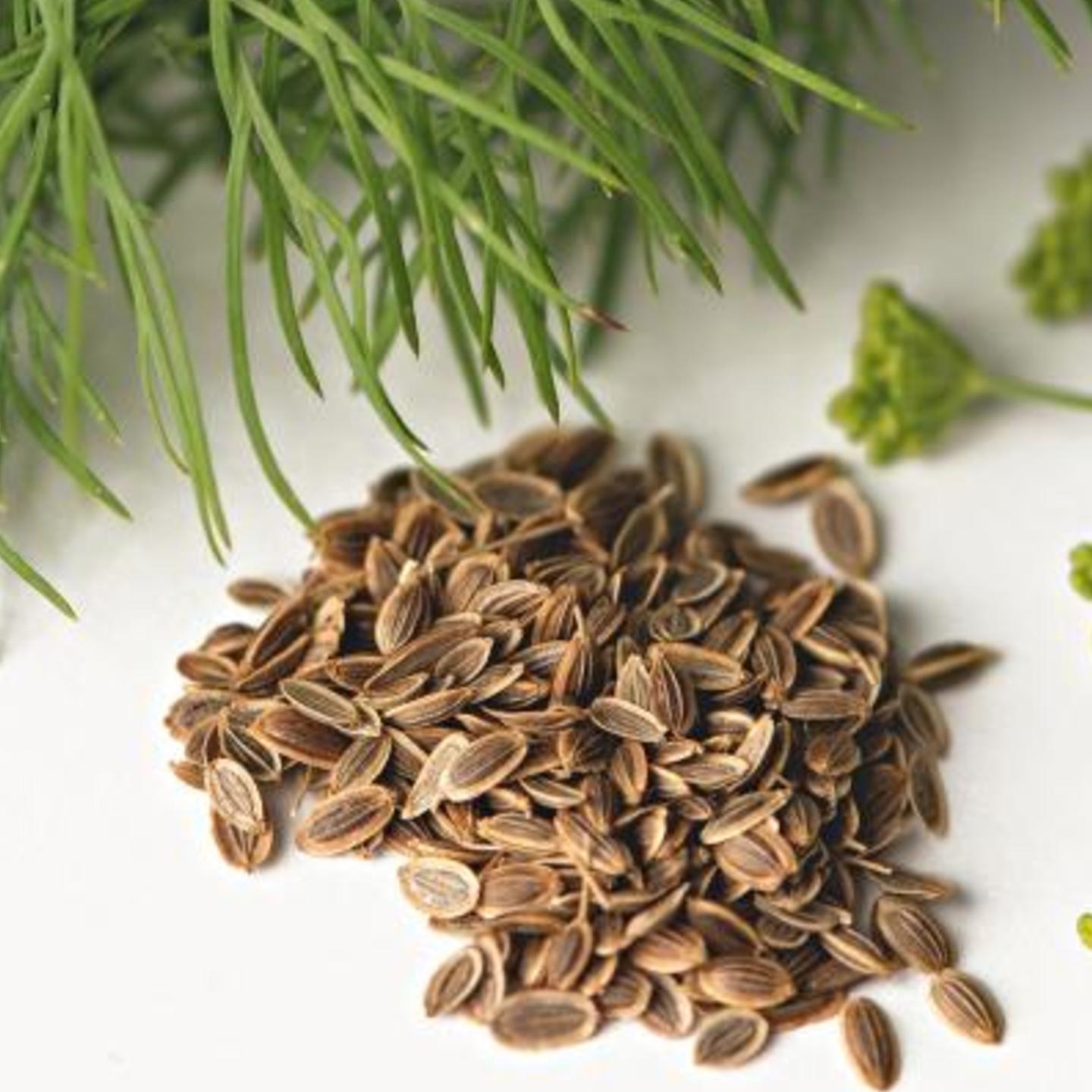 Dill Seeds  Suwa Seeds 100gms