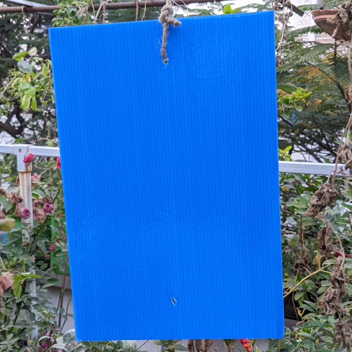 Blue Sticky Trap for Insects A4 size 210297