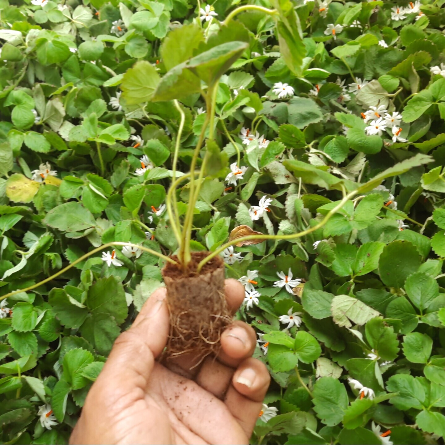 50 Strawberry Plants in Coco Glass