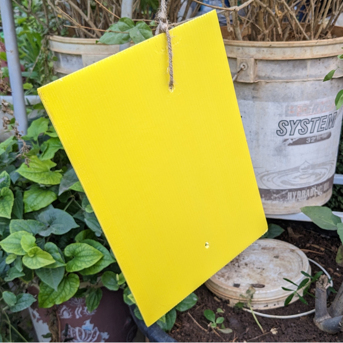 Yellow Sticky Trap for Insects A4 size 210297