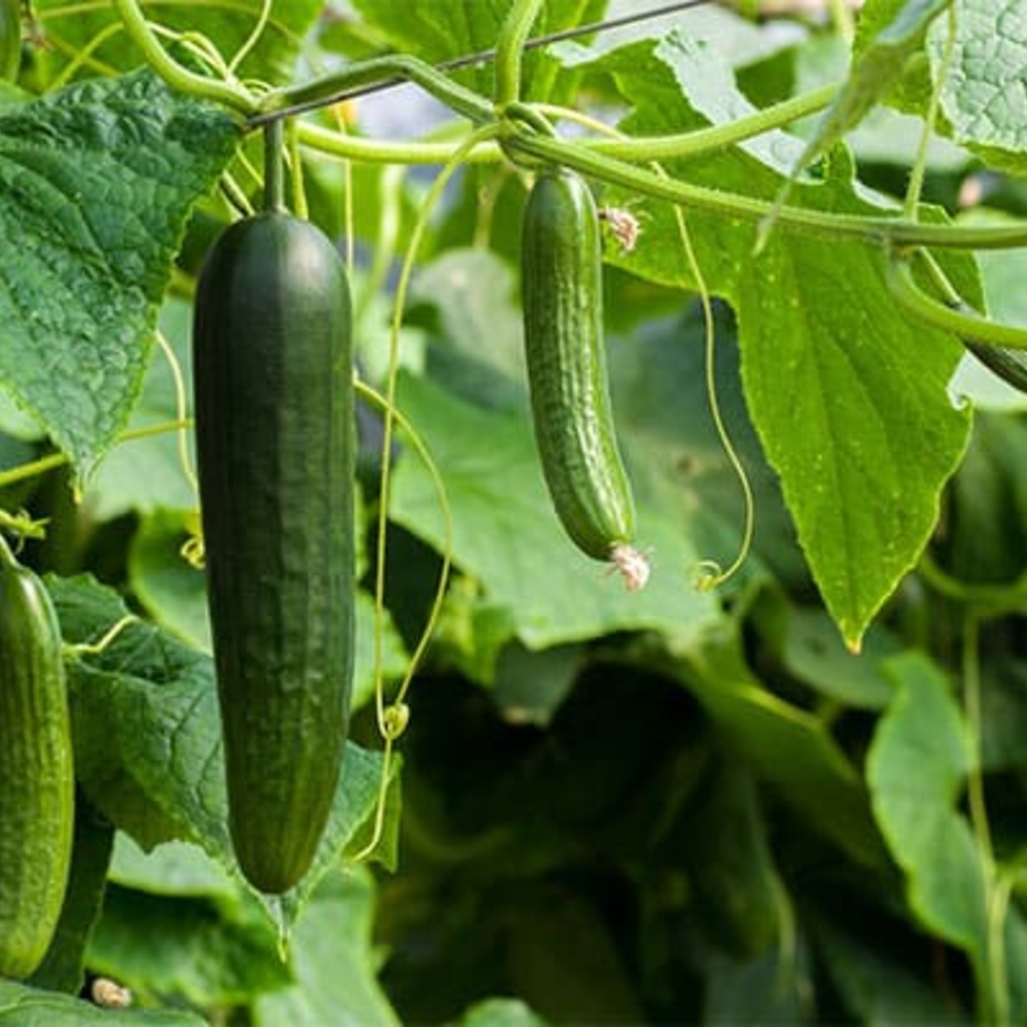 Cucumber 8 to 10 seeds