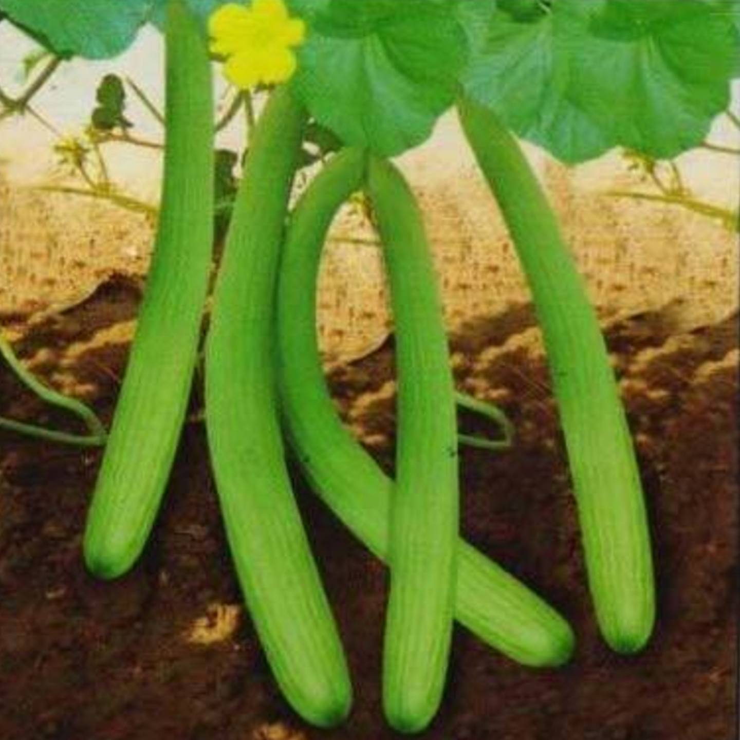 Long Cucumber Kakri 15 to 20 seeds