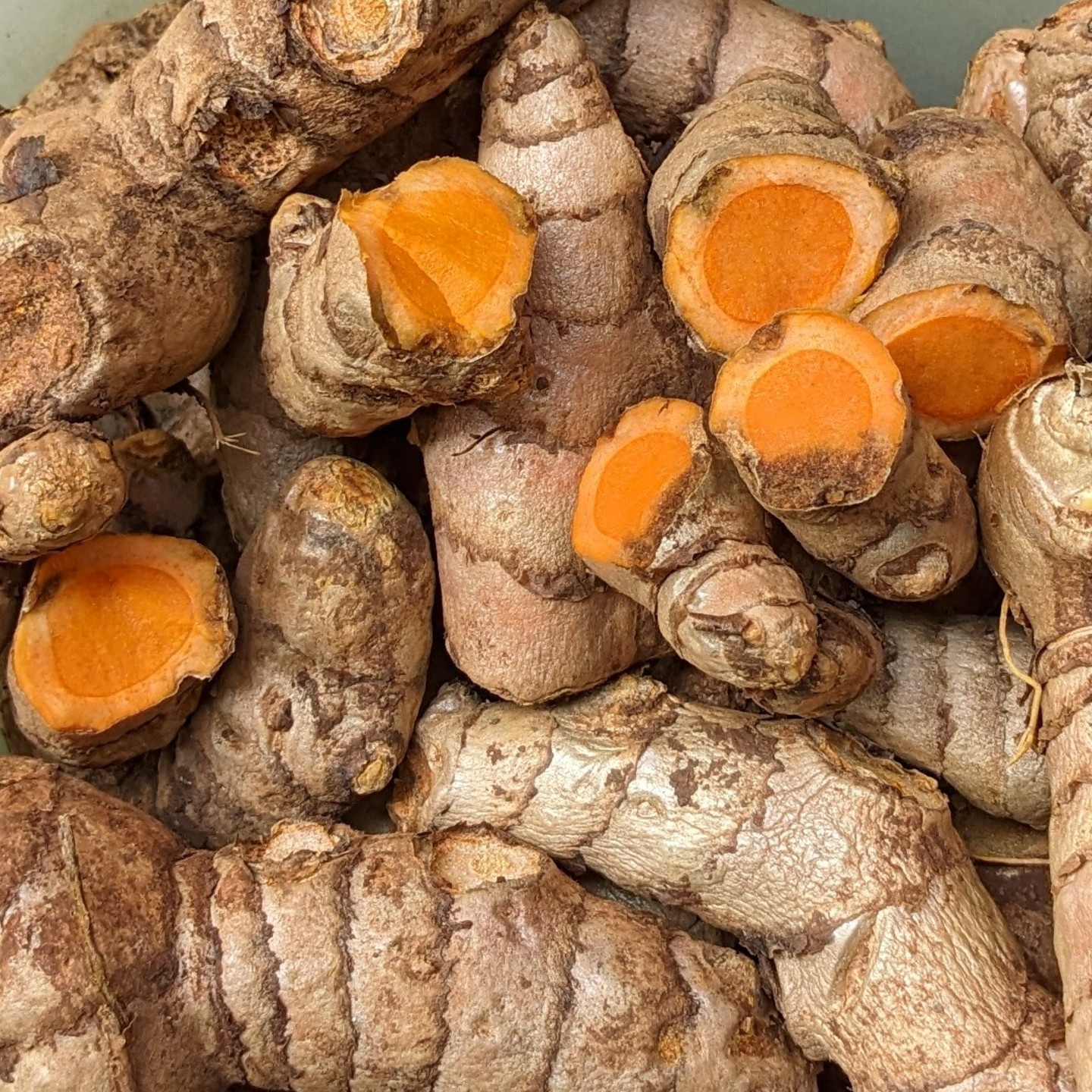 500gms Organic Turmeric Seeds (Turmeric Roots) for Planting Pachi