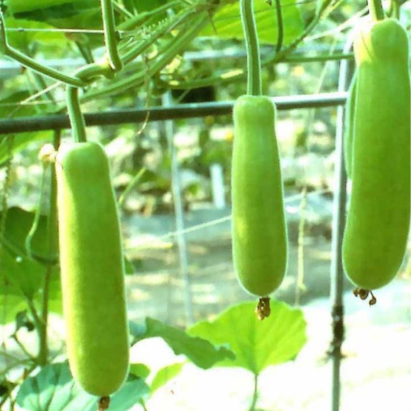 Bottle Gourd సొరకాయ  Lauki
