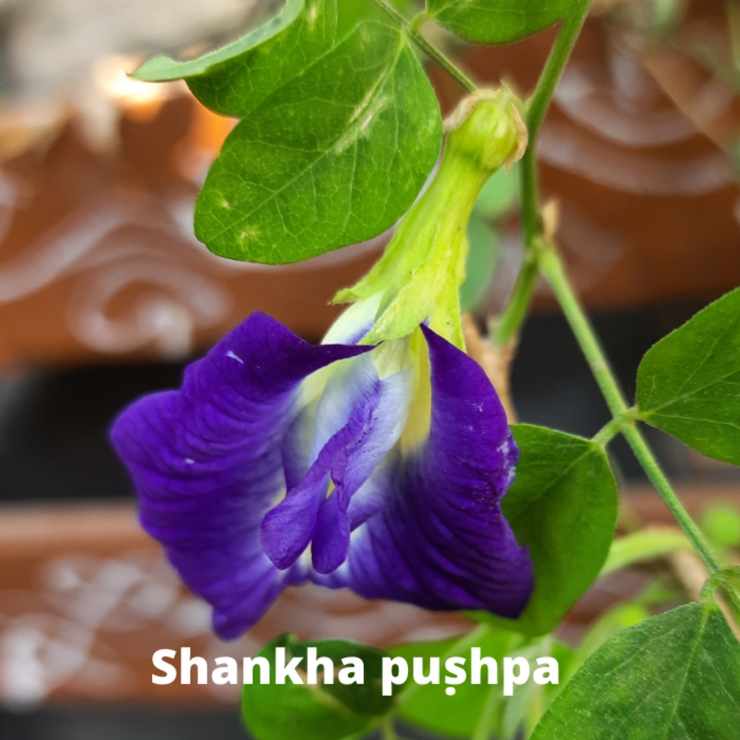 Aparajita or  Asian pigeonwings or Shanka Pushp Blue color 5 to 8 seeds