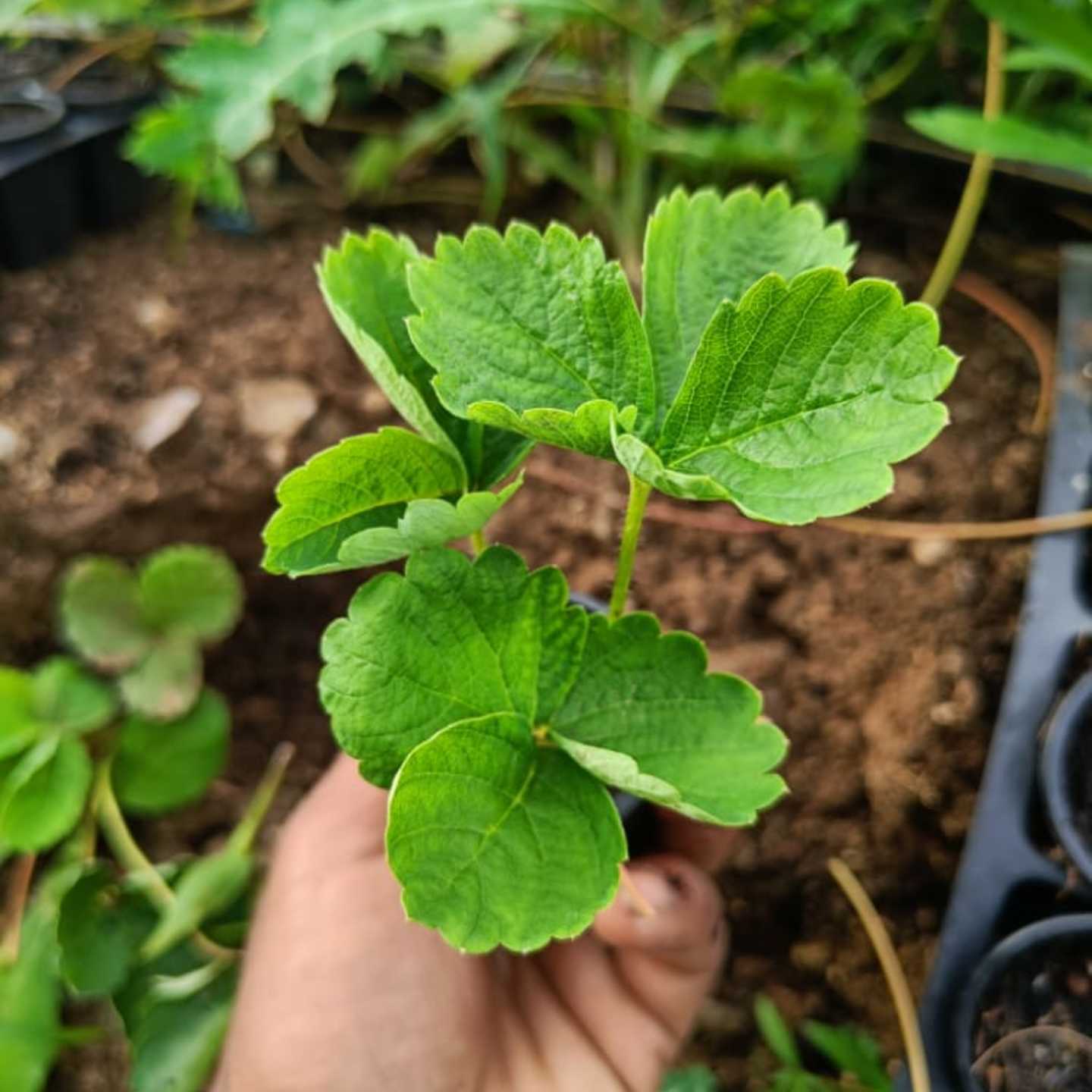 Straw berry cocopeat glass saplings 10 plants