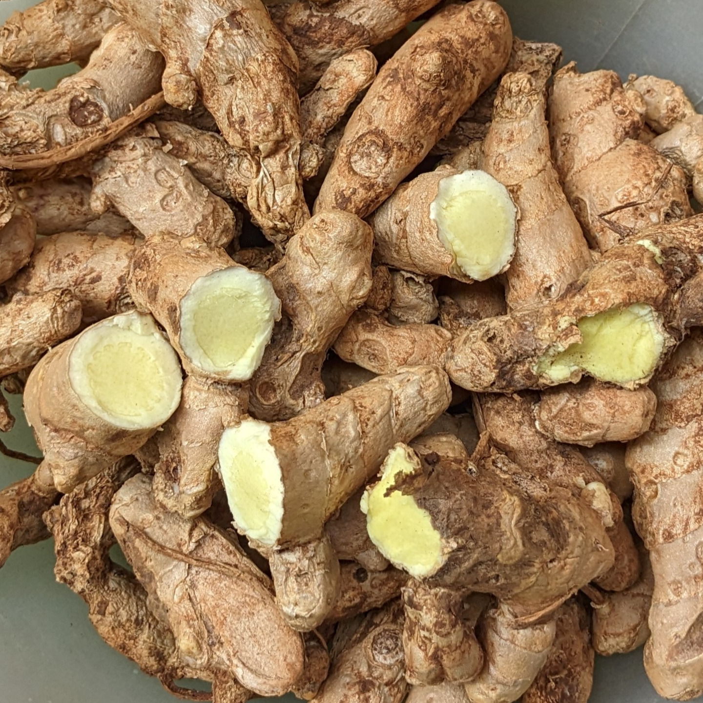 500gms Mango Ginger Curcuma Amada Amba Haldi Fresh Root-bulbSeeds for Growing
