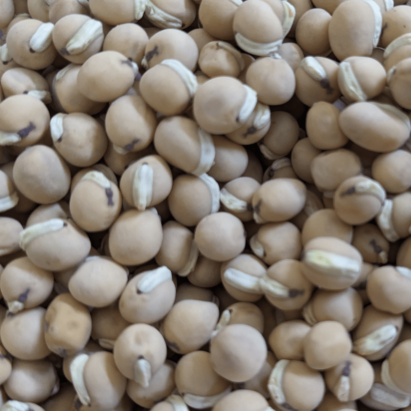 Organic Kanupu chikkudu Seeds 6 to 8   Heirloom short beans