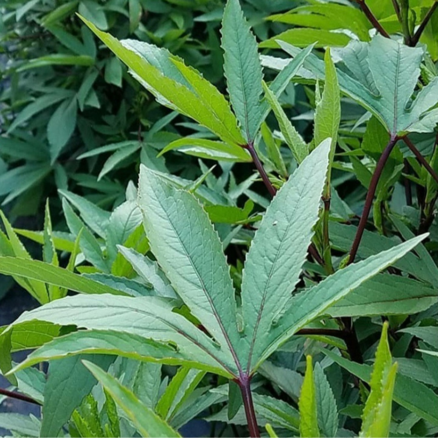 Roselle గోంగూర  Gongura