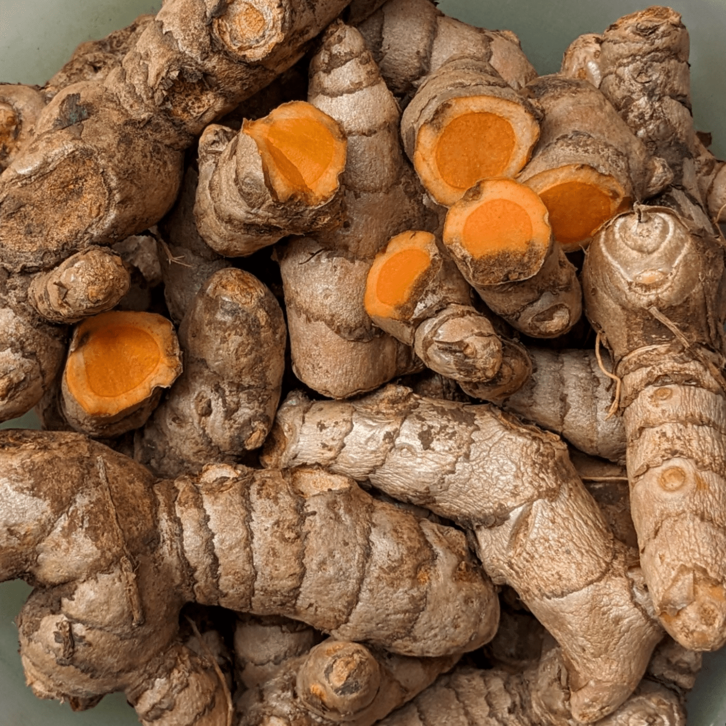 1kg Organic Turmeric Seeds Turmeric Roots for Planting  Pachi Pasupu Kommulu Raw Turmeric