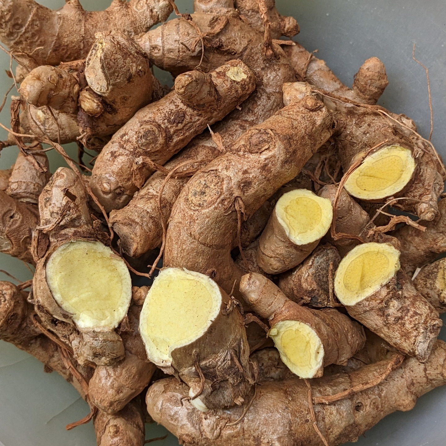 1KG Kasturi Turmeric seed Rhyzomes