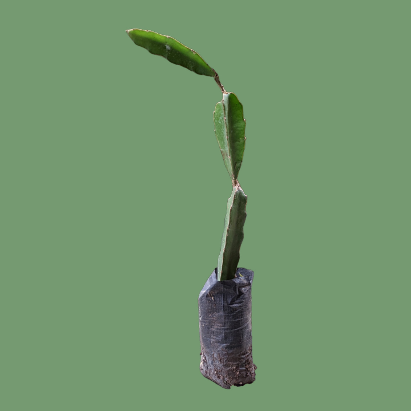 Siam Red Dragon Fruit Plant 3 Months old