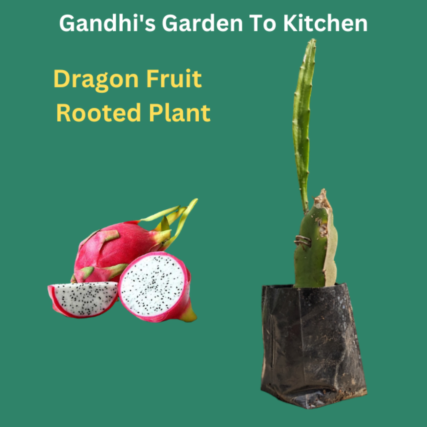 Dragon Fruit - Rooted Plant 3 months old. Inside Sweeter white Pulp outer Red