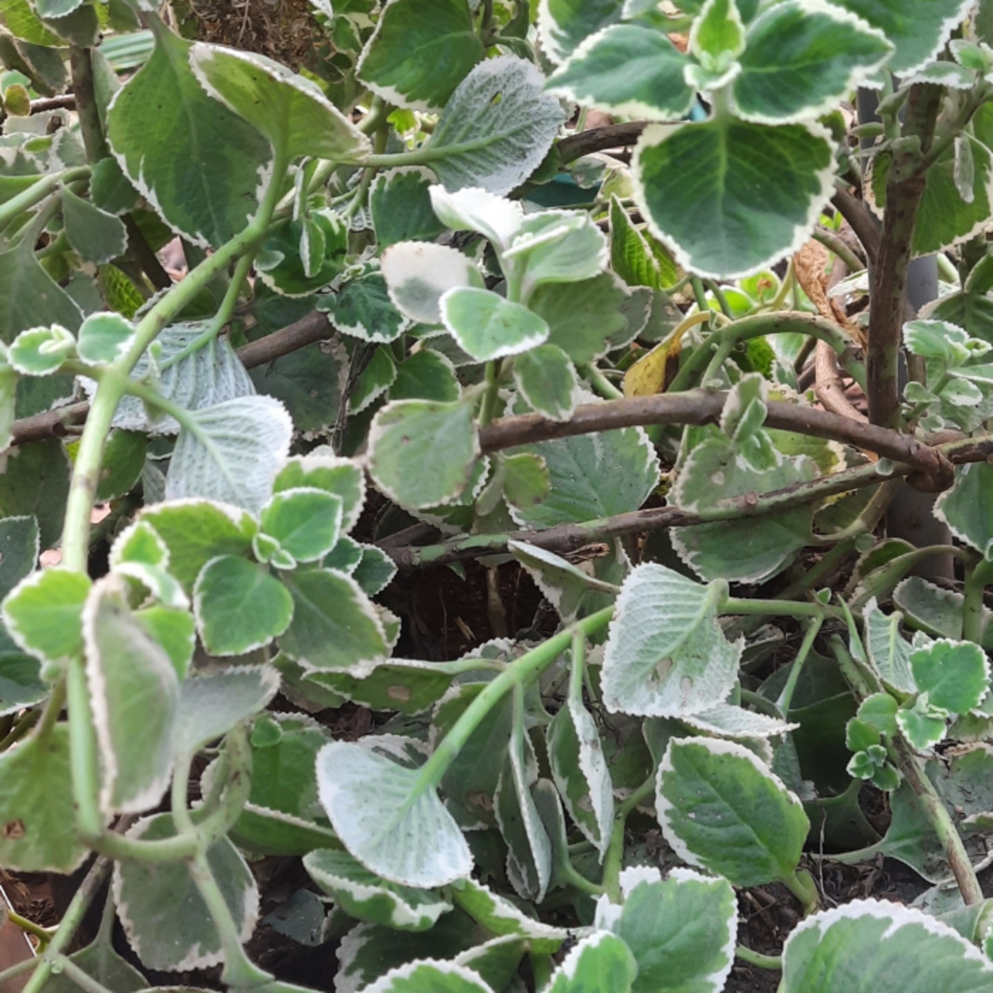 Cuban oregano or  Mexican mint or Spanish thyme Plant cutting 1 cut, 2cuts