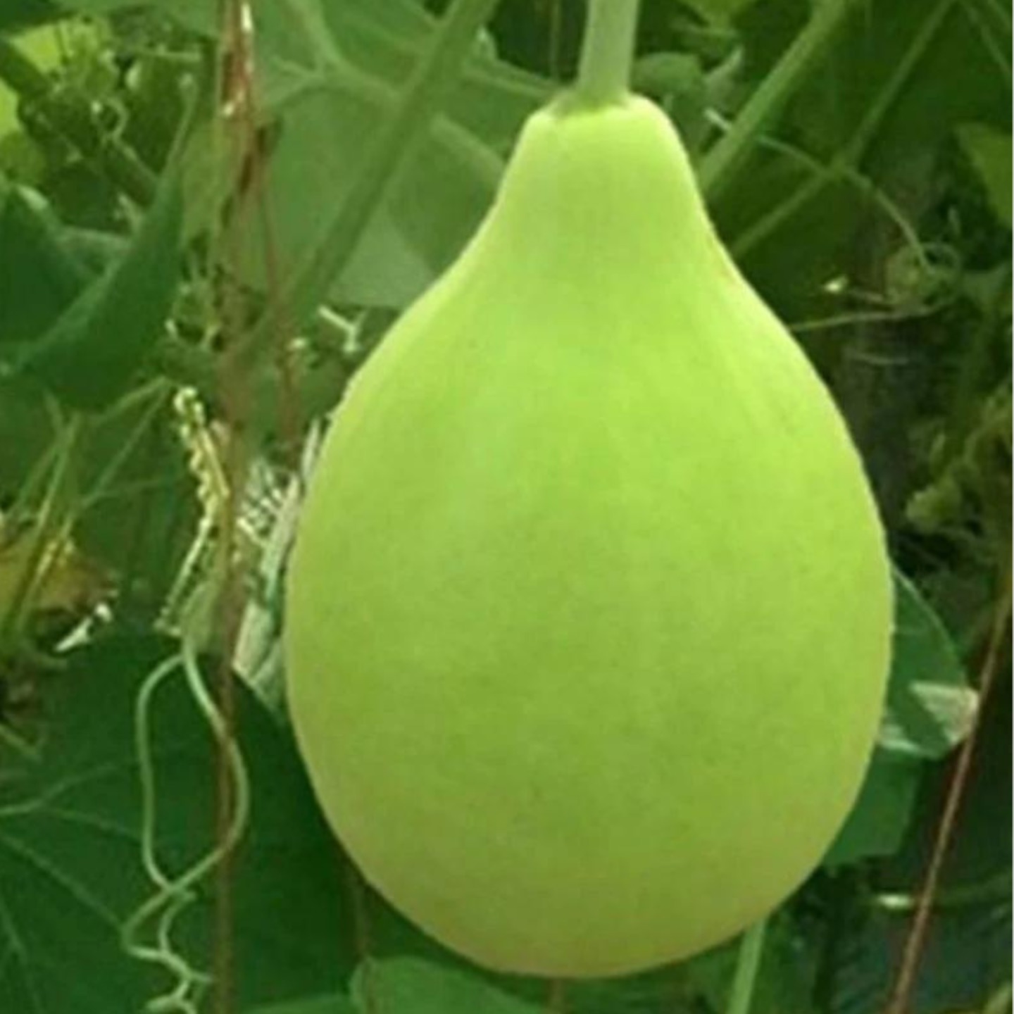 Round Bottle Gourd  Bottle gourd round  ..