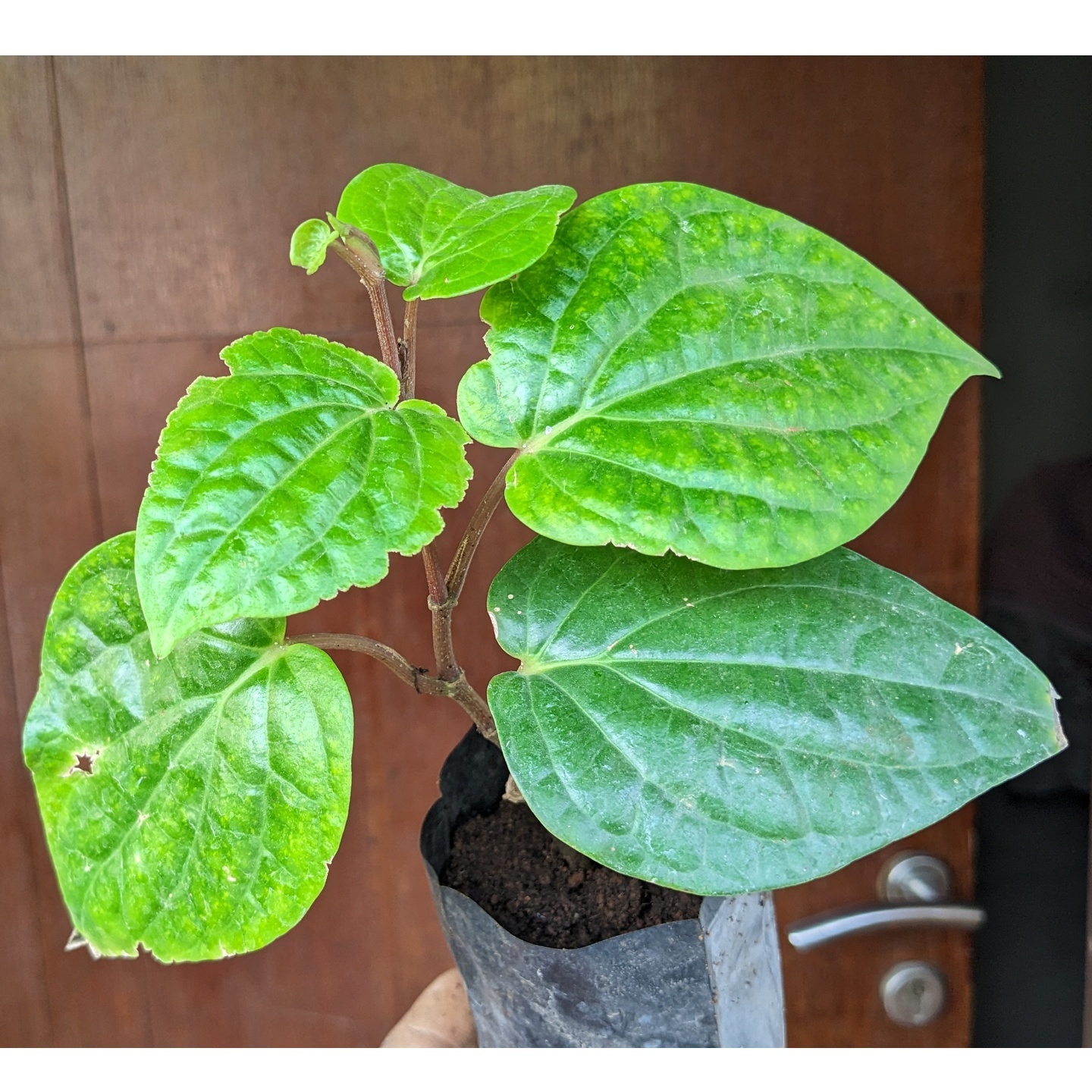Finest Betel Leaf   Paan Plant Sapling