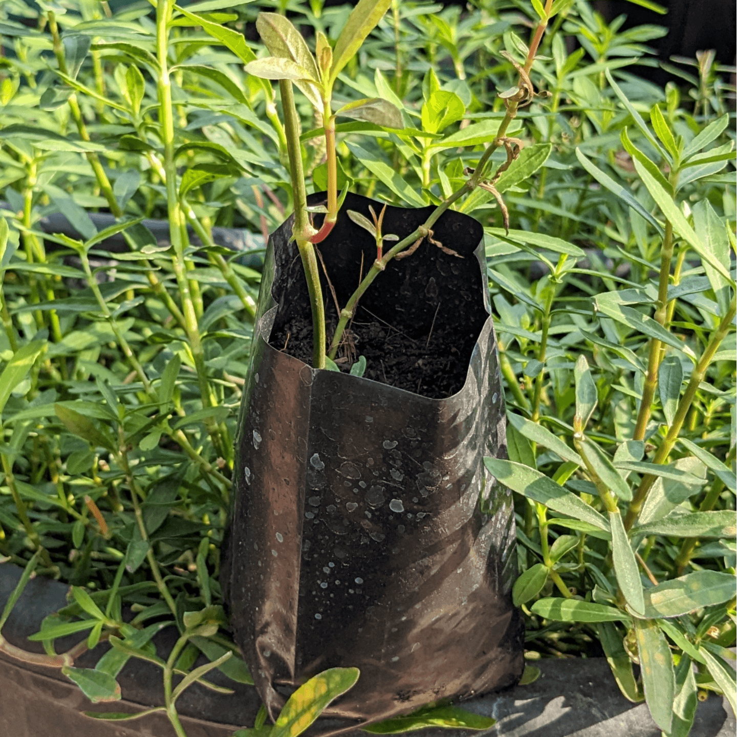 Ponnaganti Plant,  Indian Ponnanganni Keerai,  పొననగంటికూర