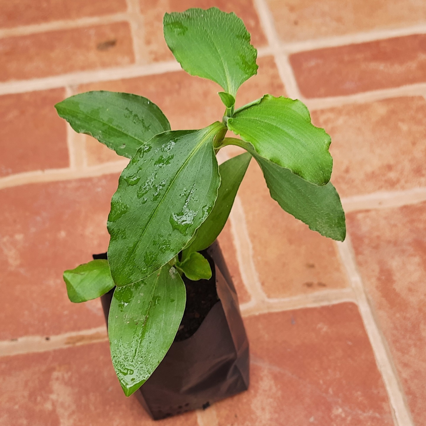 Vennadevi kura or  Amruthakada  Commelina benghalensis L