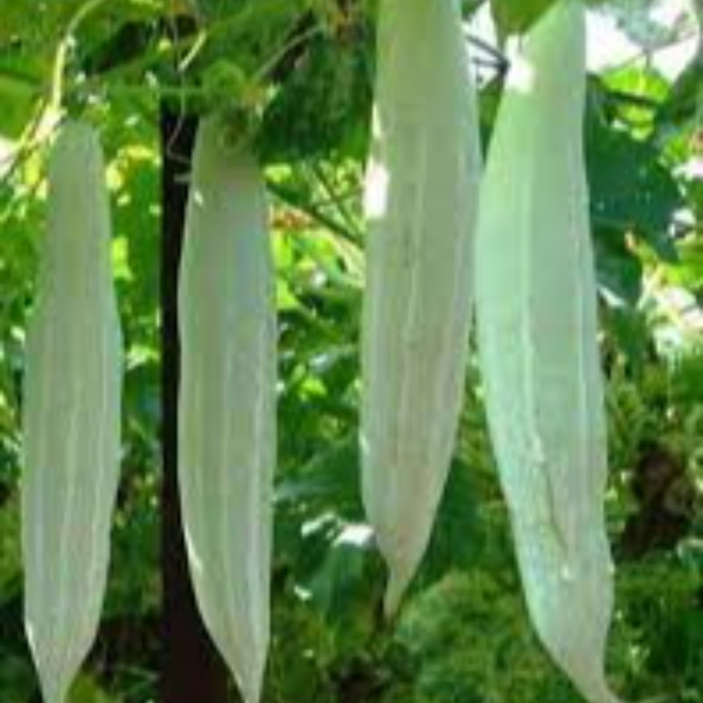 5 seeds    Pichuka potlakaya  Organic Small Snake Gourd Seeds