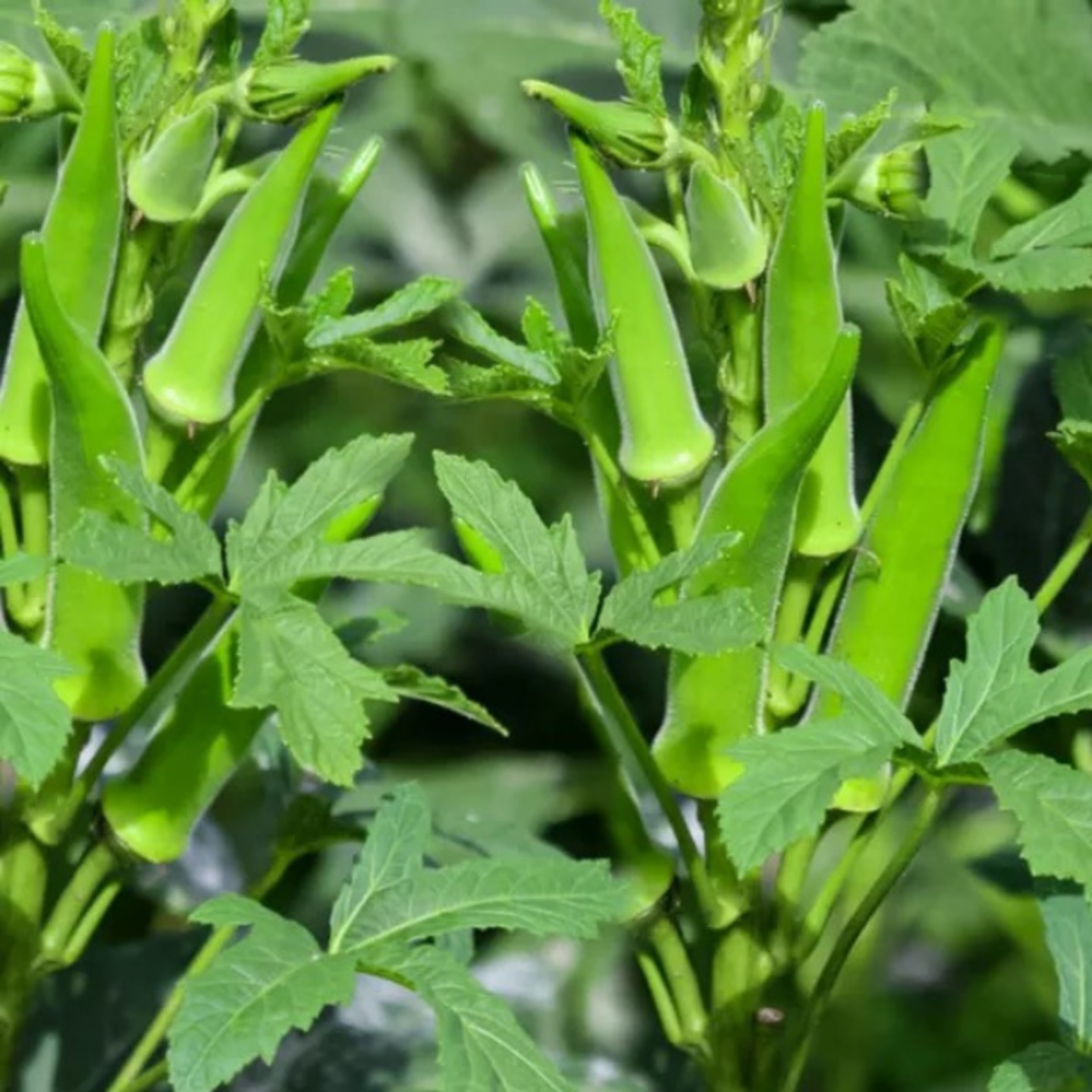 Okra Bhendi బెండ కాయ