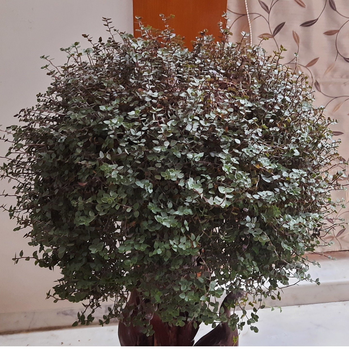 Greenish Purple color Callisia repens, also known as creeping inchplant, Bolivian Jew or turtle vine 50gms in pack