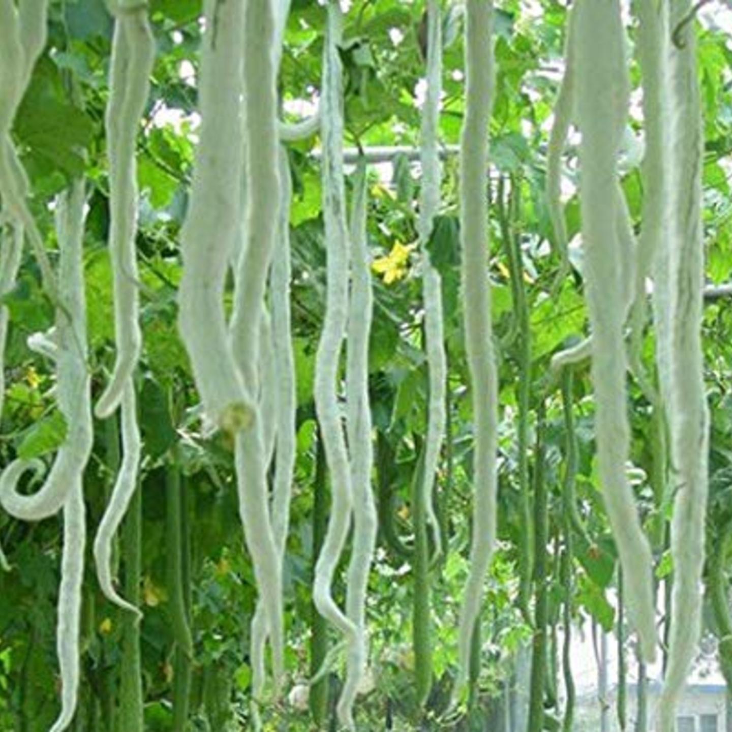 Snake Gourd Long  పొడుగు పొటలకాయ