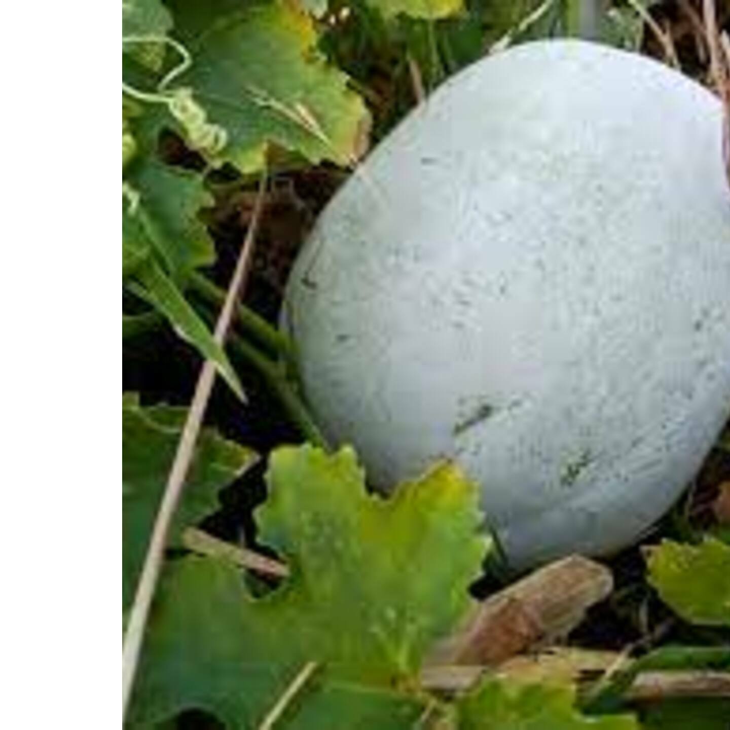 18 to 20  seeds OP Ash Gourd