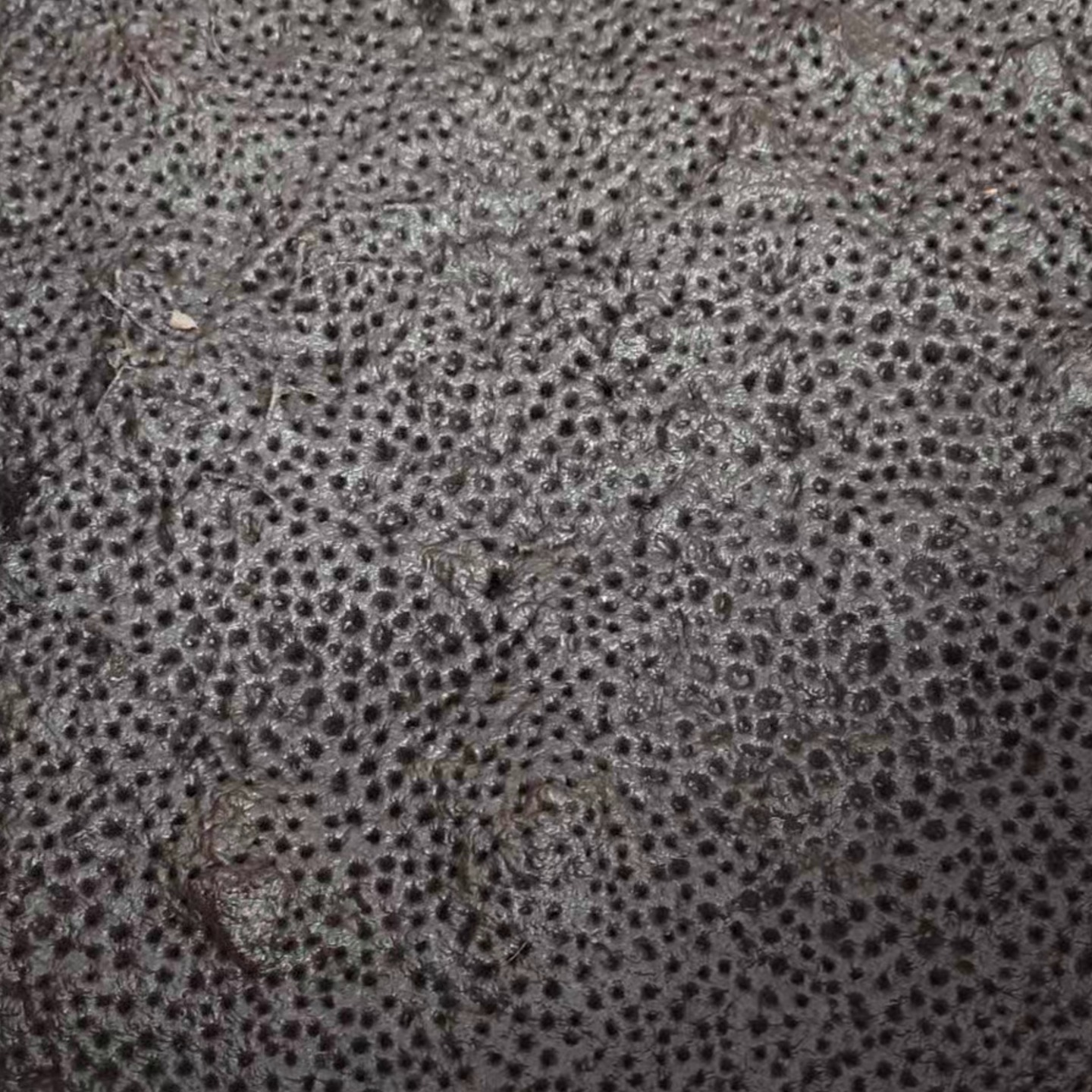 Activated Biochar 2kgs