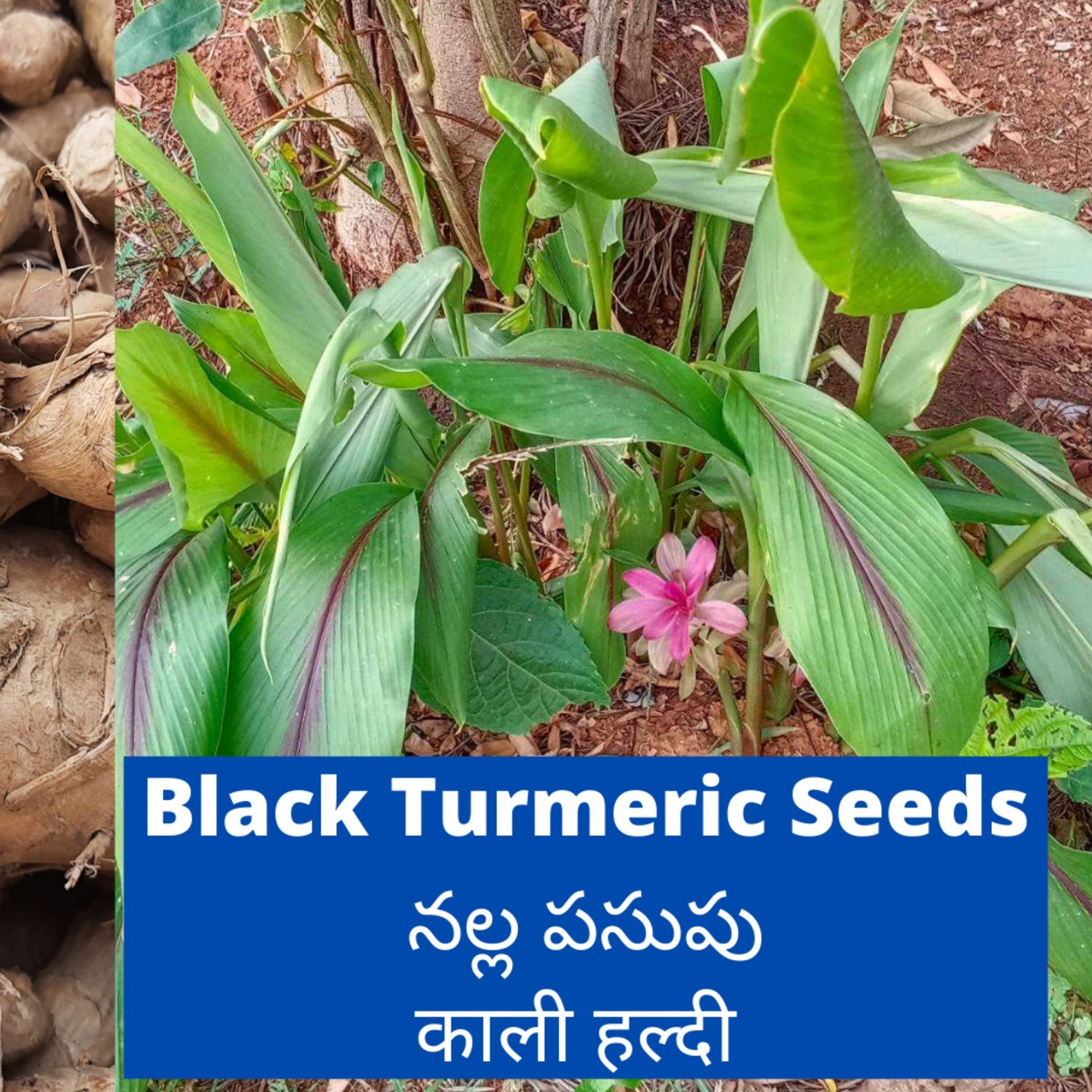 500gms Black Turmeric Rhyzomes seeds