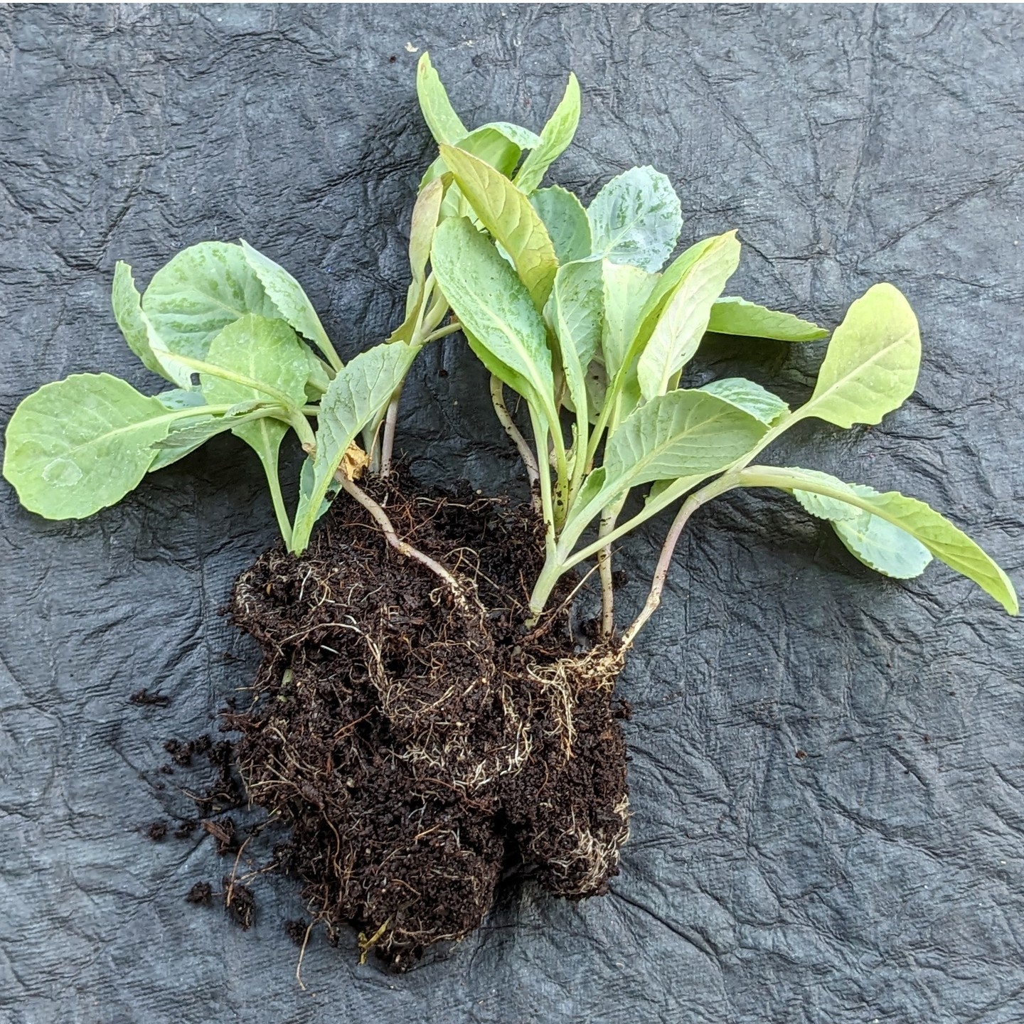 Cabbage Seedlings in Cocpeat Glass 5 Nos